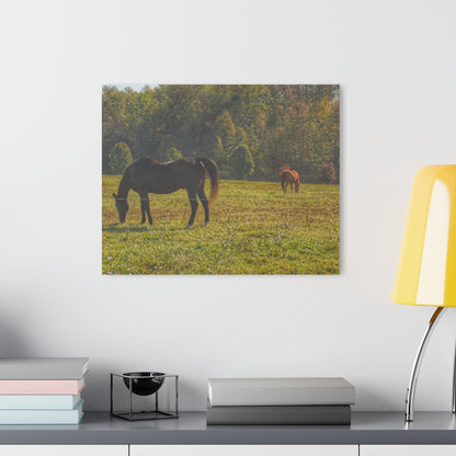 Barn Boutique Modern Farmhouse Acrylic Wall Print| Fargo Road Horses