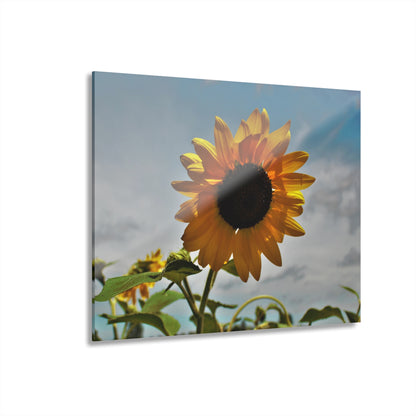 U R There Photography Awakening Sunflower Rustic Farmhouse Acrylic Wall Print