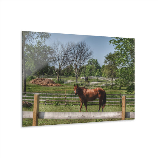 U R There Photography Summer Road Ponies Rustic Farmhouse Acrylic Wall Print