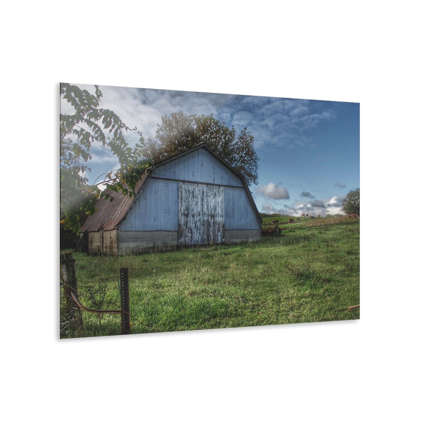 U R There Photography East Frances Quonset and Cows Rustic Farmhouse Acrylic Wall Print