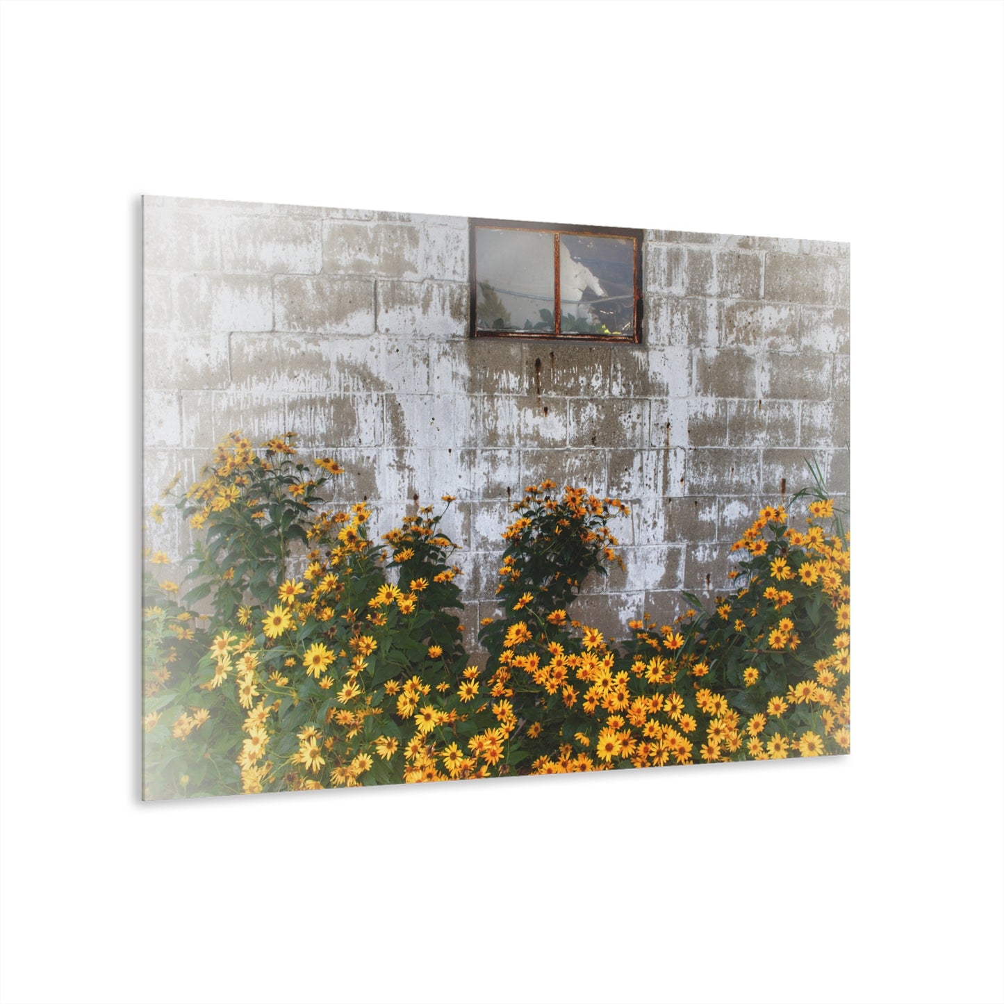 U R There Photography Golden Blooms on McDowell Rustic Farmhouse Acrylic Wall Print