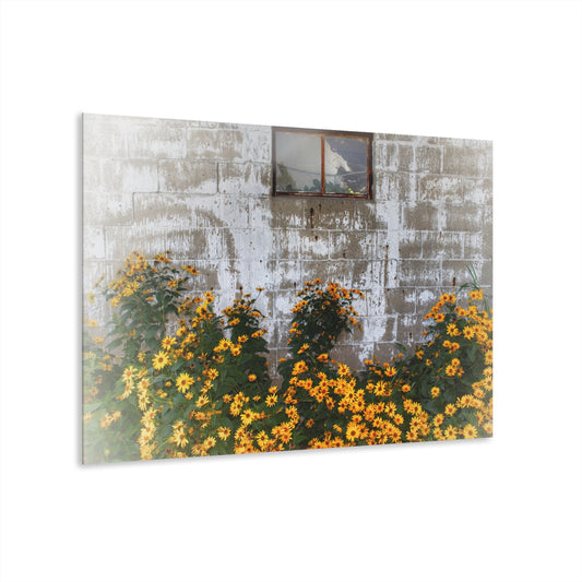 U R There Photography Golden Blooms on McDowell Rustic Farmhouse Acrylic Wall Print