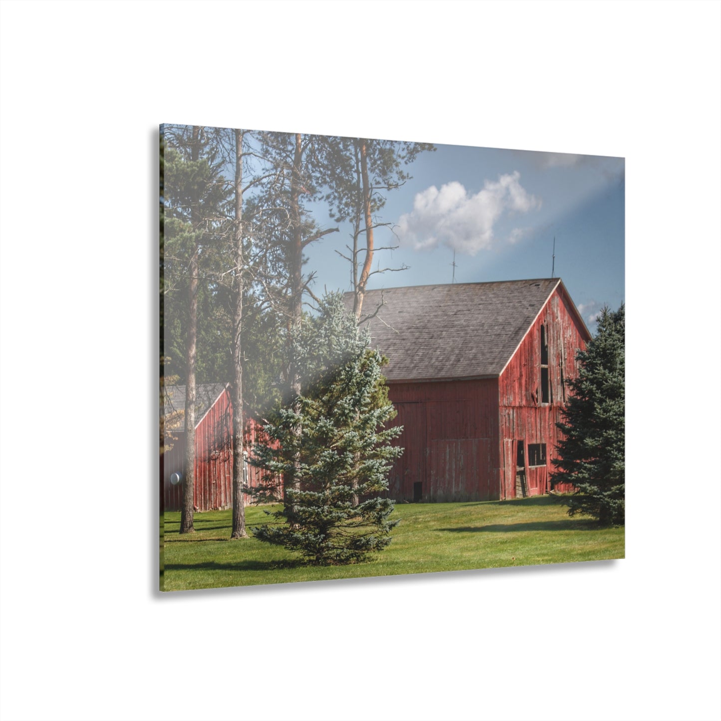 U R There Photography Havens Road Red Among the Pines Rustic Farmhouse Acrylic Wall Print