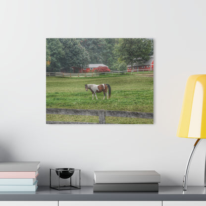 U R There Photography Painted Pony in Pasture Rustic Farmhouse Acrylic Wall Print