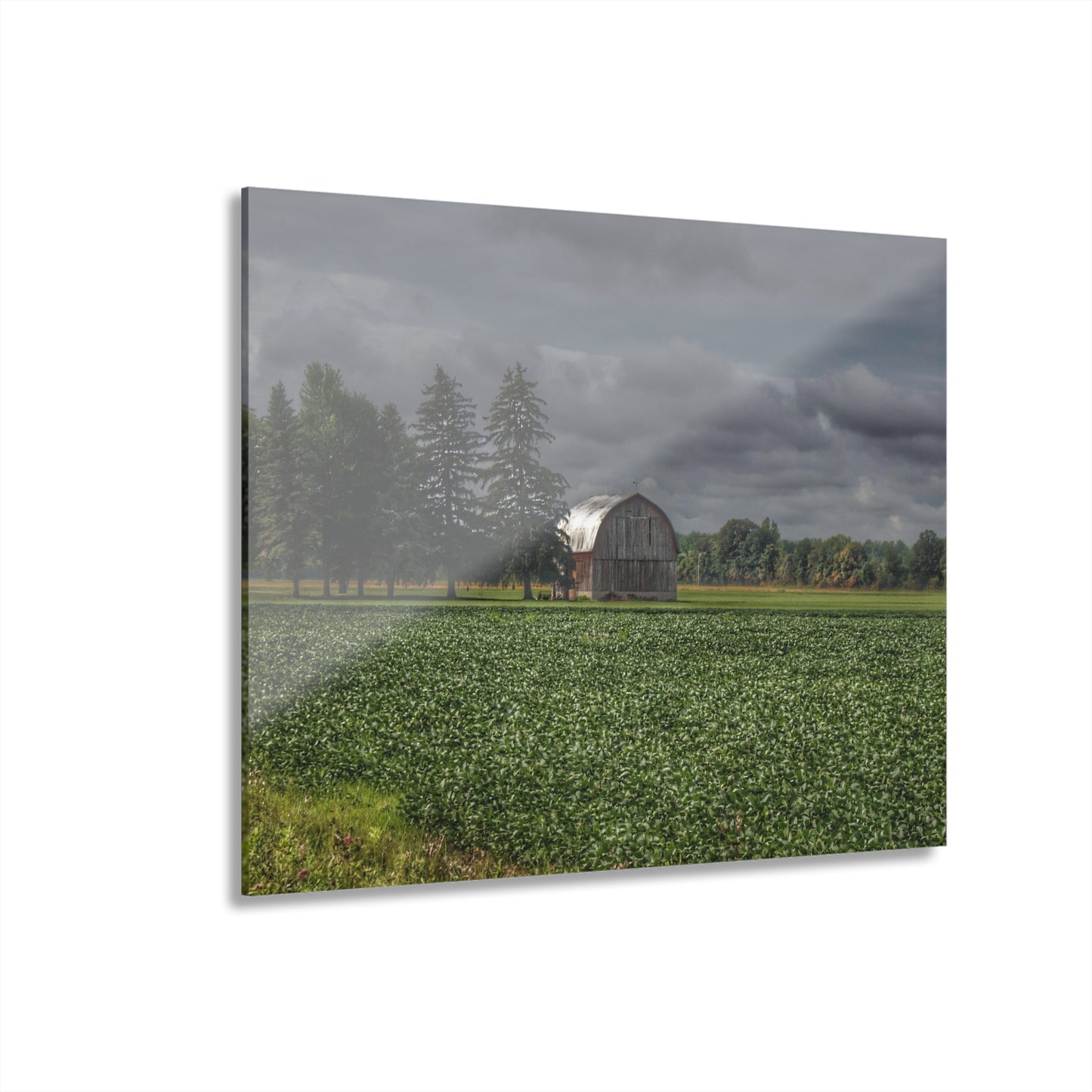 U R There Photography Belsay Grey Among the Pines Rustic Farmhouse Acrylic Wall Print