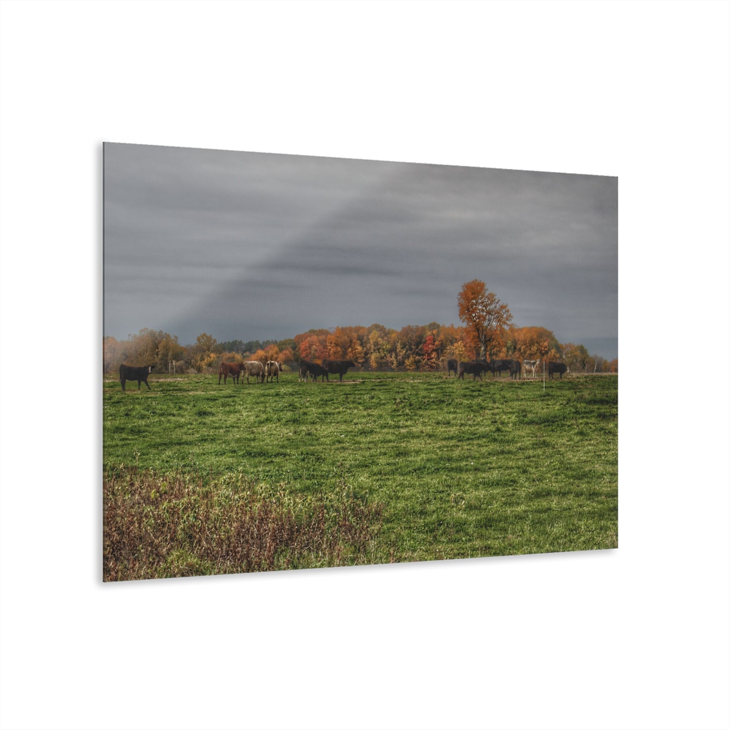 U R There Photography Oak Cows Rustic Farmhouse Acrylic Wall Print
