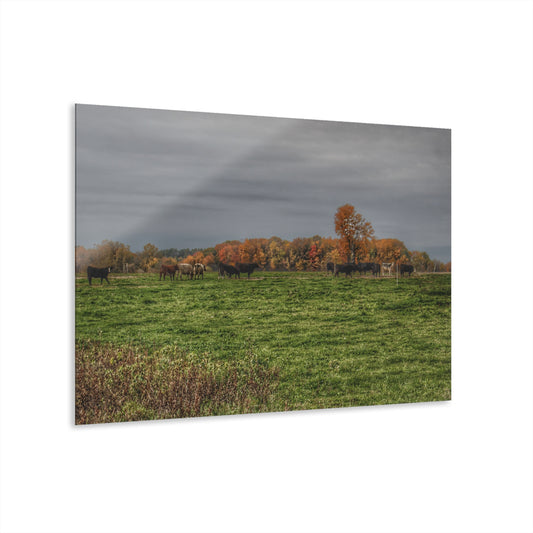 U R There Photography Oak Cows Rustic Farmhouse Acrylic Wall Print
