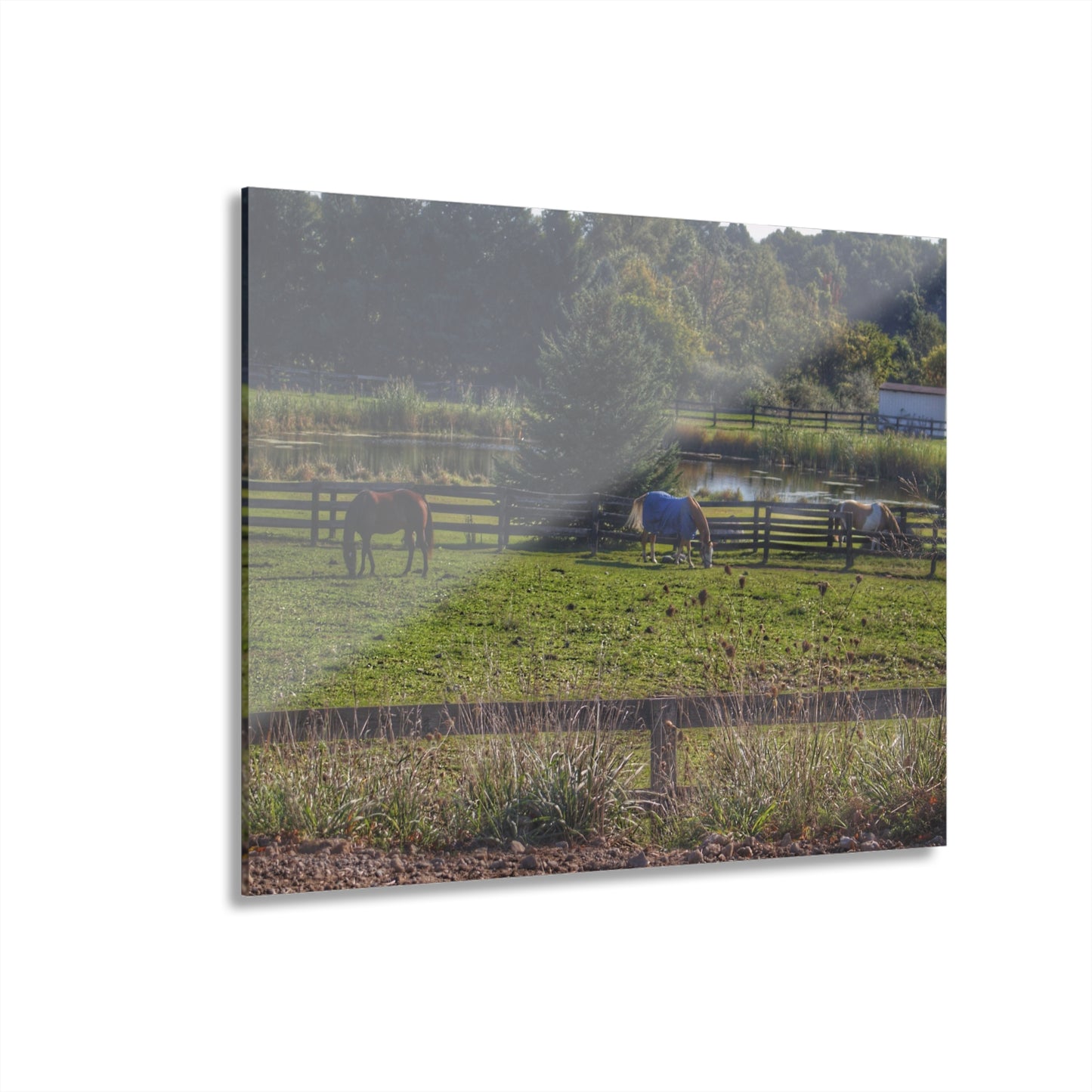 Barn Boutique Modern Farmhouse Acrylic Wall Print| Lake George Ponies