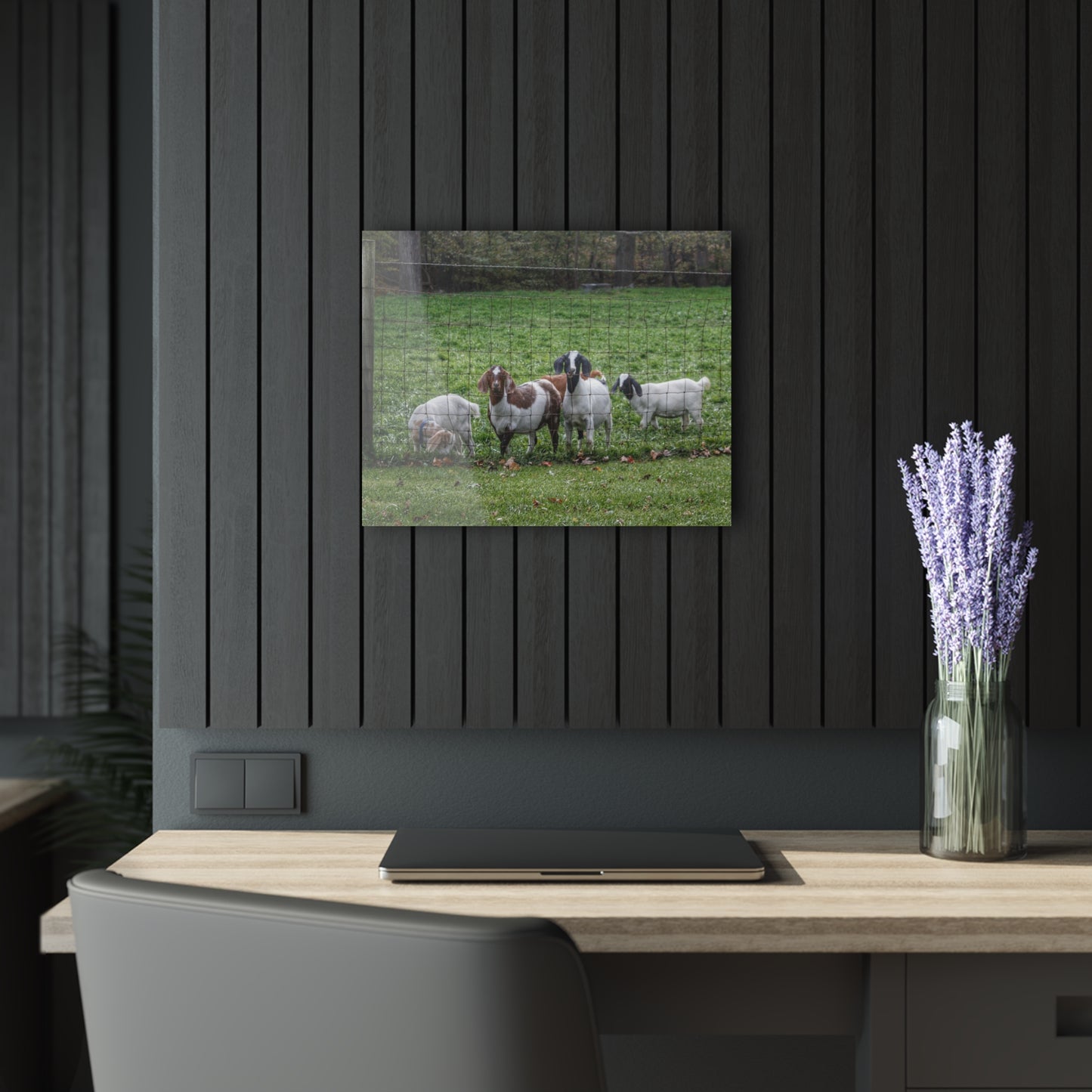 Barn Boutique Modern Farmhouse Acrylic Wall Print| Goats of Ortonville II