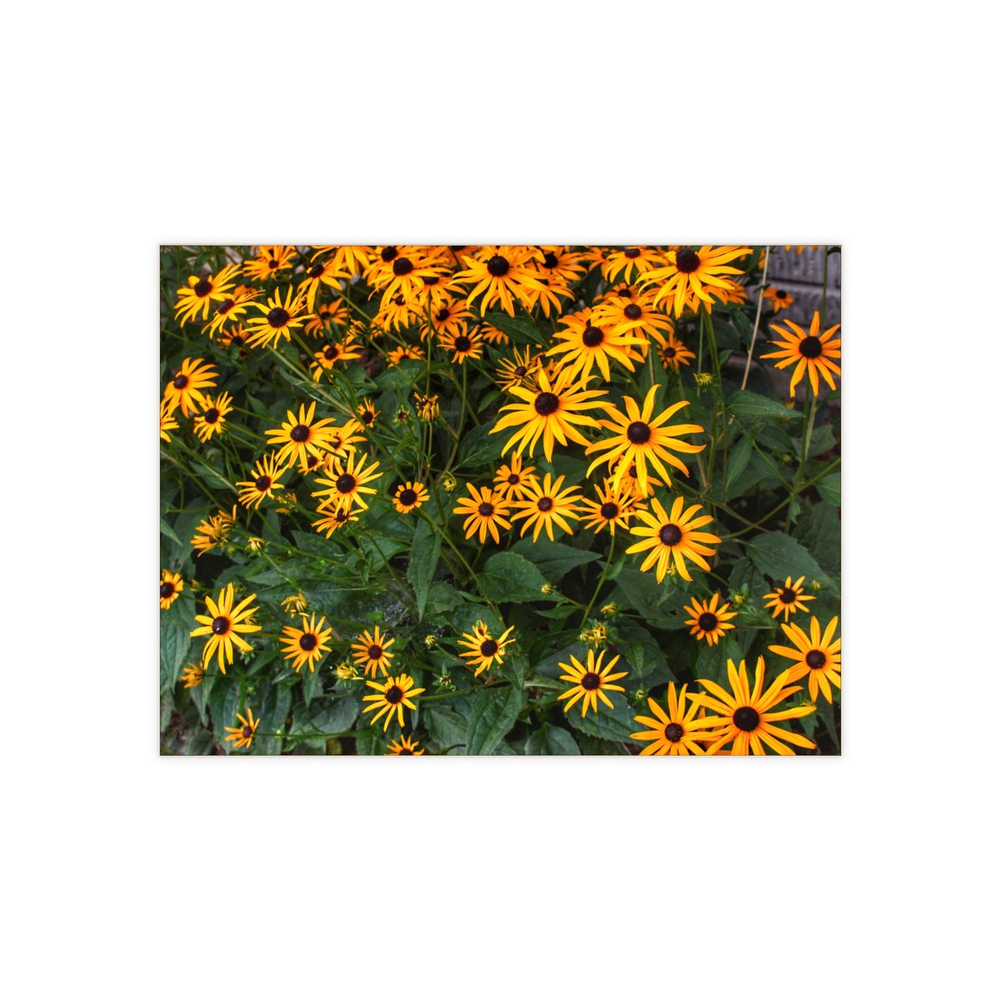 U R There Photography Black-Eyed Susan Rustic Farmhouse Decorative Ceramic Tile