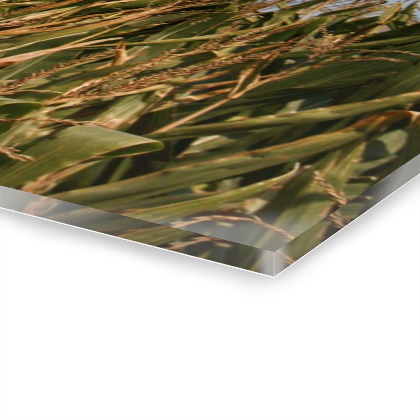 Beyond the Corn Rustic Farmhouse Acrylic Wall Print