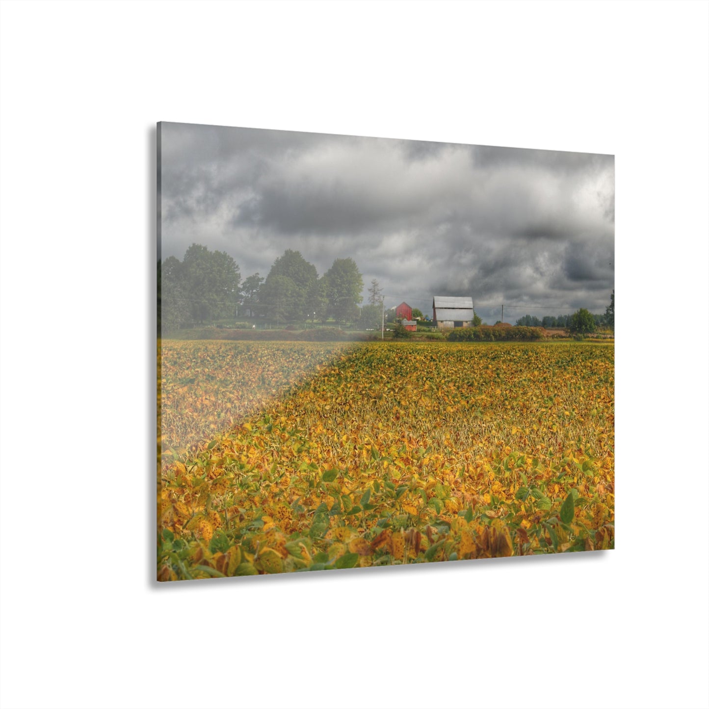 U R There Photography Golden Fields Farm Rustic Farmhouse Acrylic Wall Print