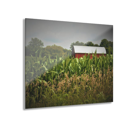 U R There Photography July Corn Rustic Farmhouse Acrylic Wall Print