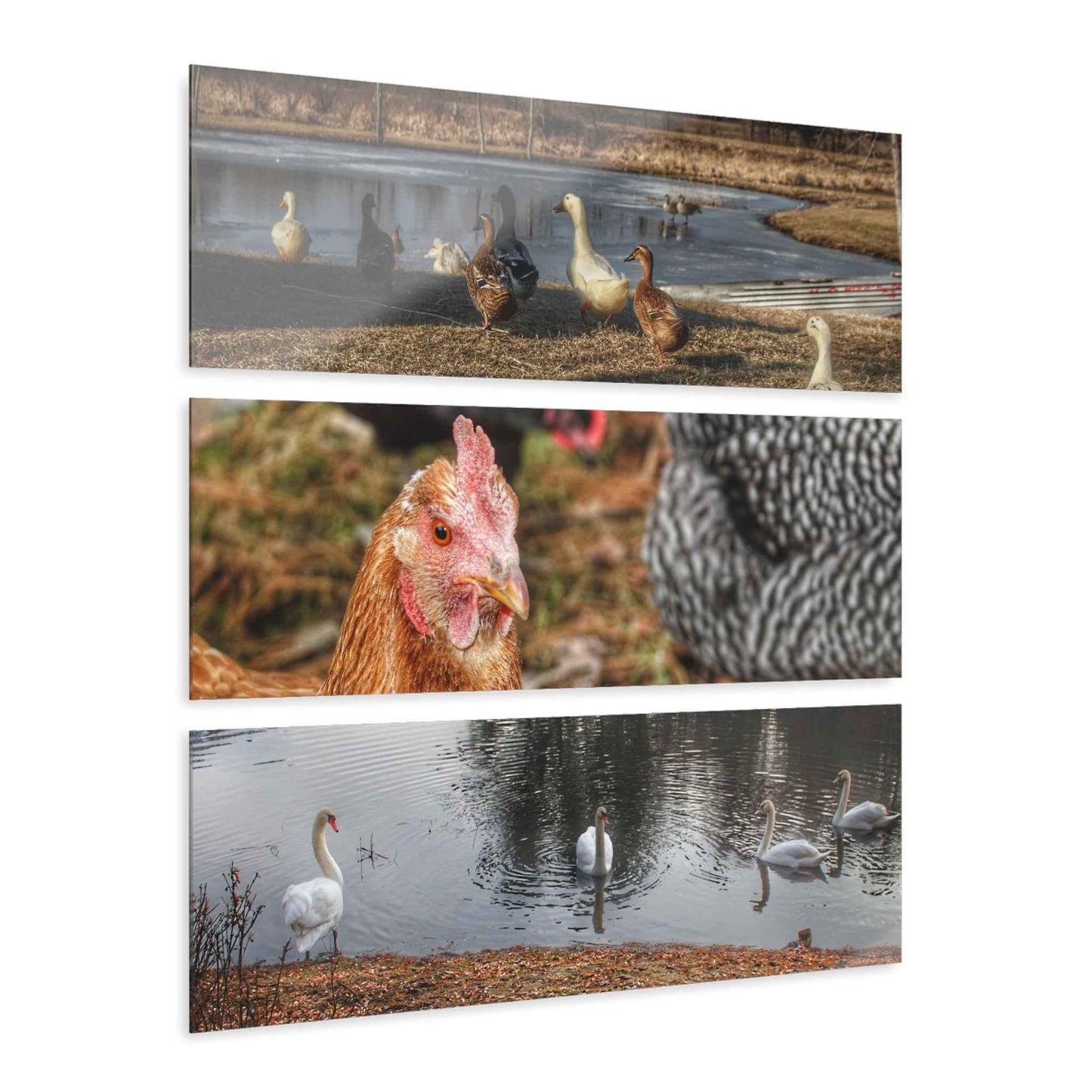 U R There Photography Something A Fowl Rustic Farmhouse 3-Panel Acrylic Wall Print