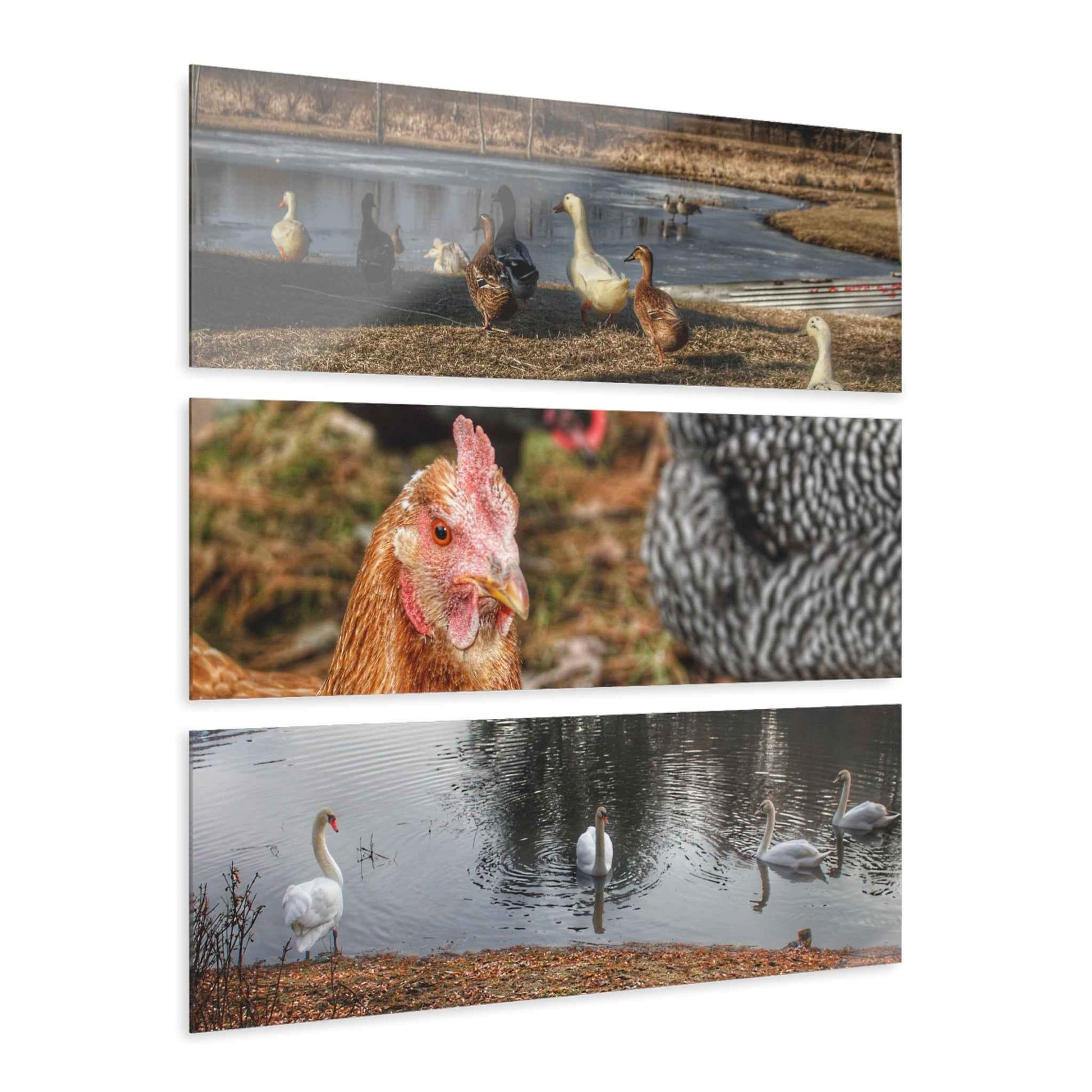 U R There Photography Something A Fowl Rustic Farmhouse 3-Panel Acrylic Wall Print