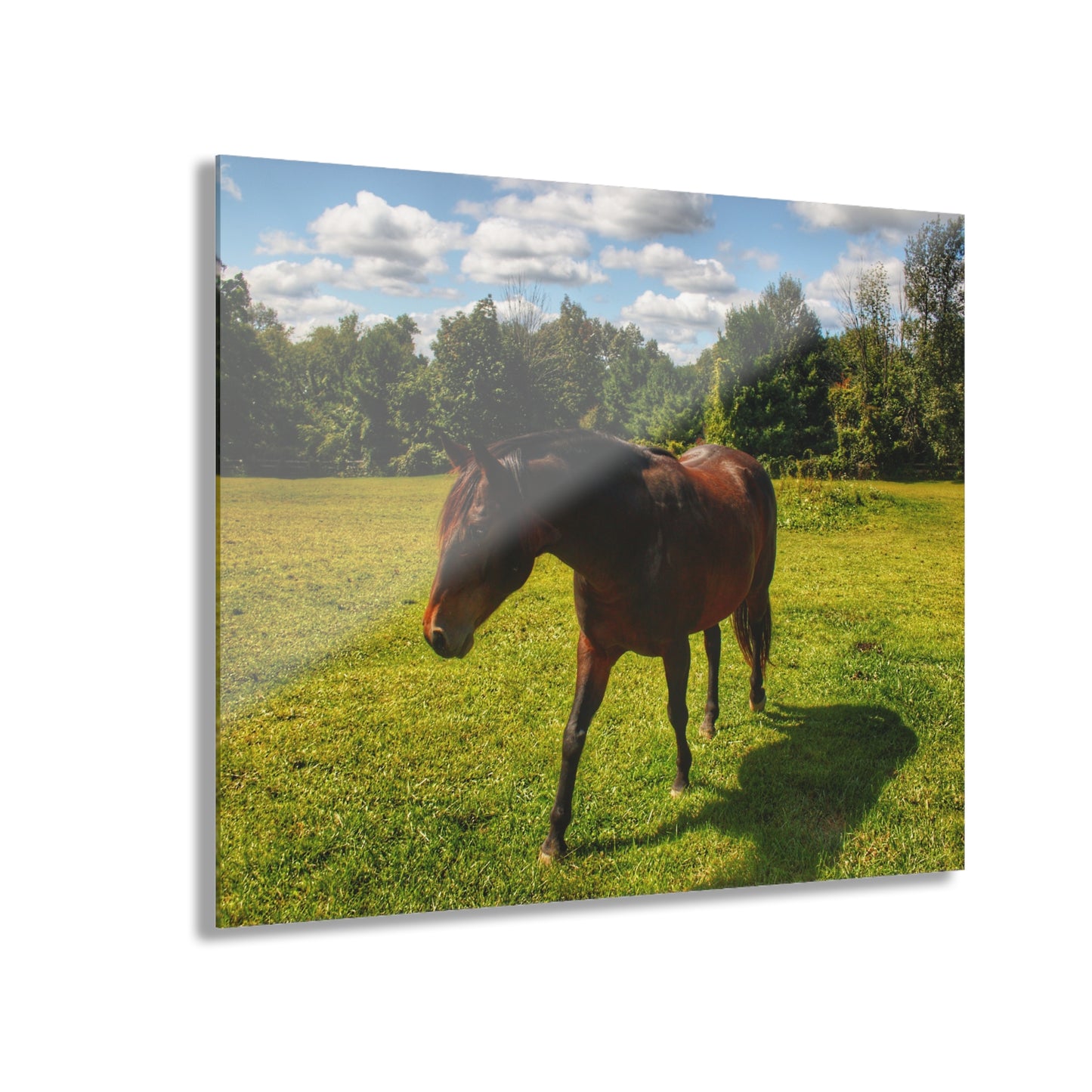 U R There Photography Brown Beauty II Rustic Farmhouse Acrylic Wall Print