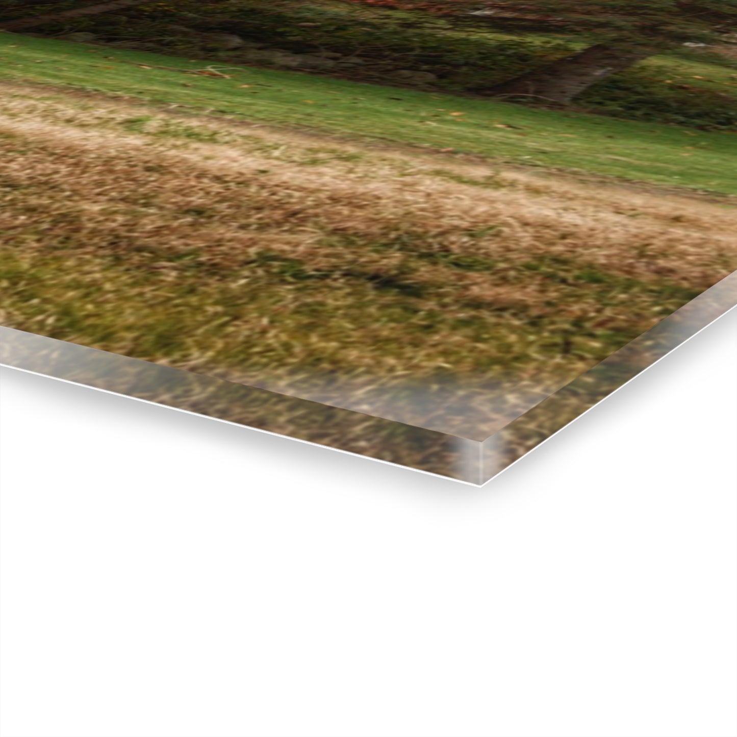 U R There Photography Laur Road Red Among the Pines II Rustic Farmhouse Acrylic Wall Print