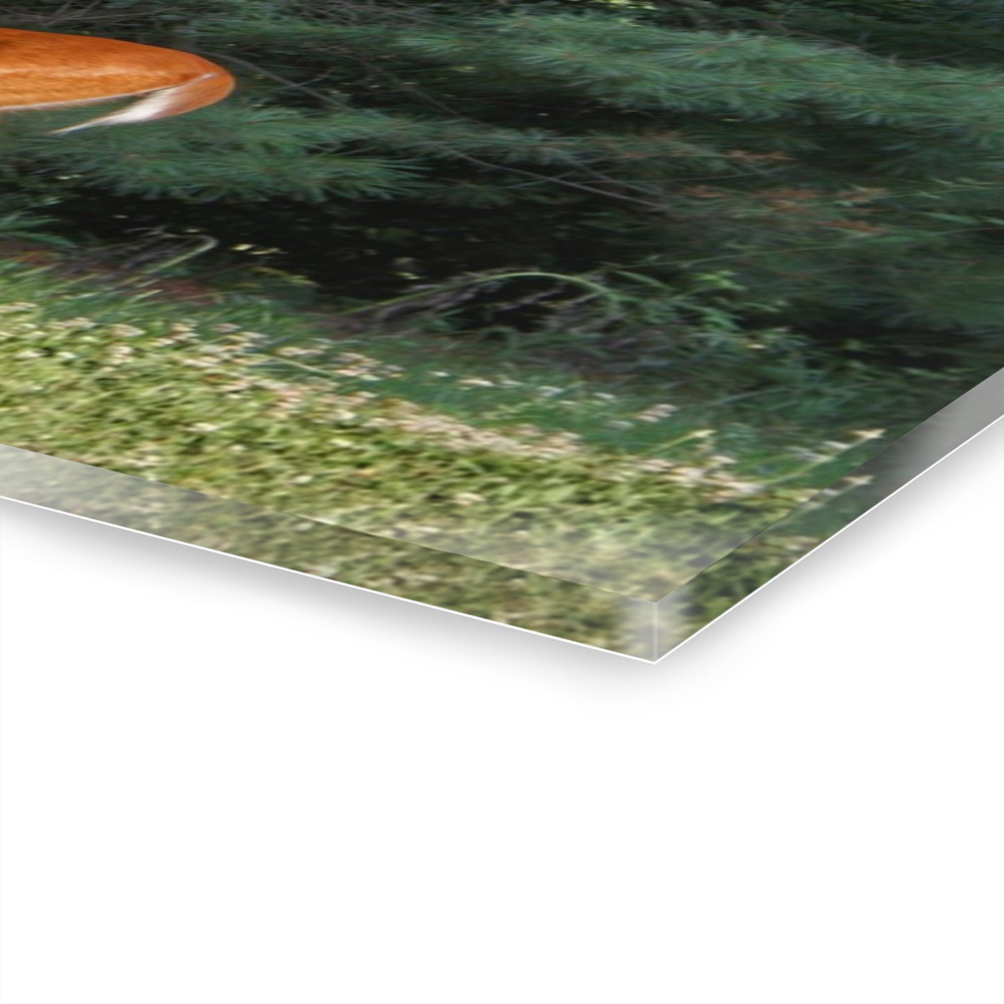 U R There Photography Mitchell Road Doe Rustic Farmhouse Acrylic Wall Print