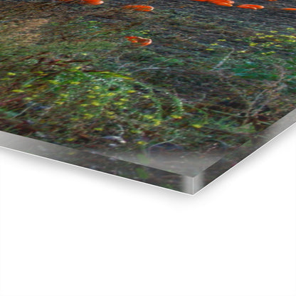 U R There Photography Five Lakes Pumpkins Rustic Farmhouse Acrylic Wall Print