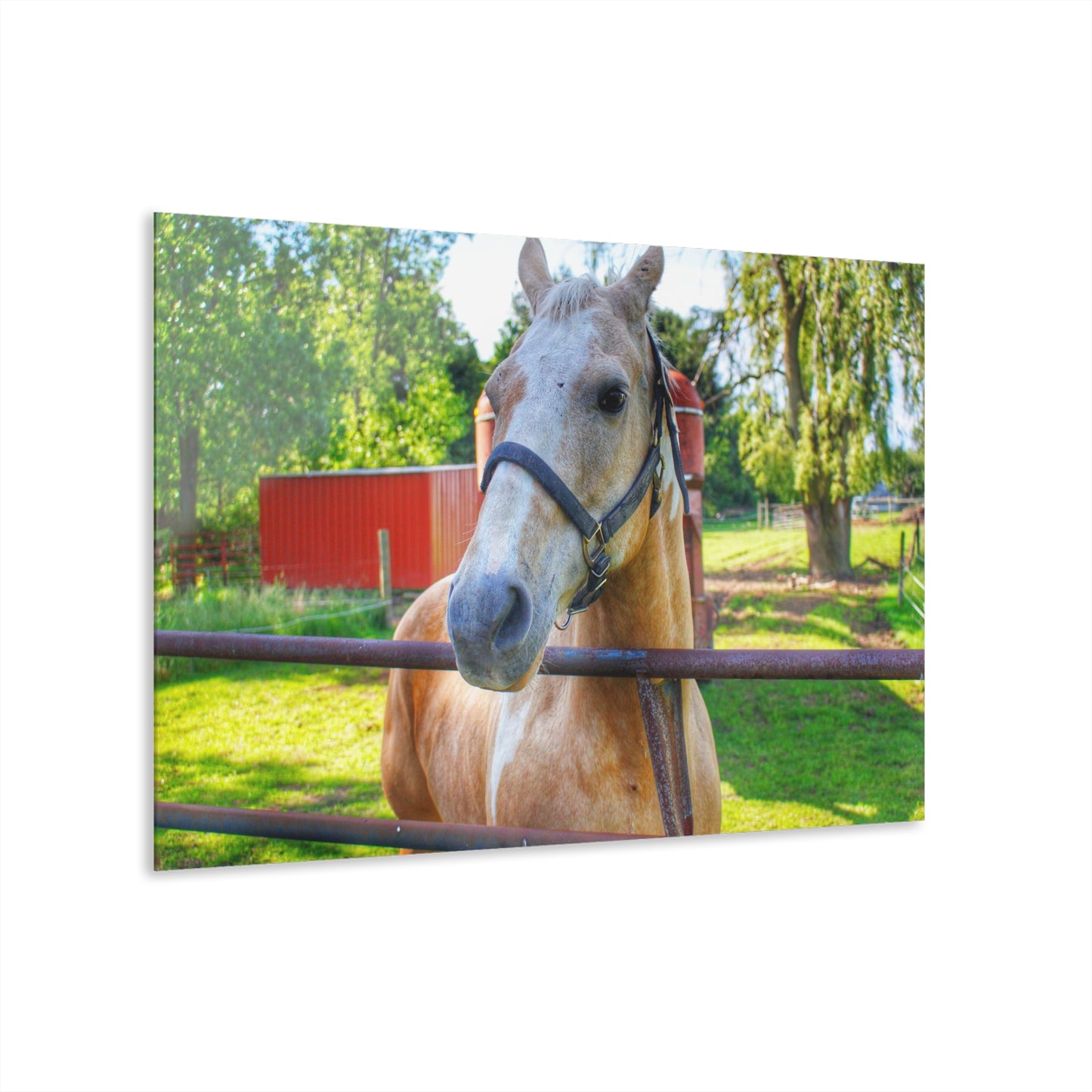 U R There Photography White Cream Mare of Hollenbeck Rustic Farmhouse Acrylic Wall Print 14 "x 11"