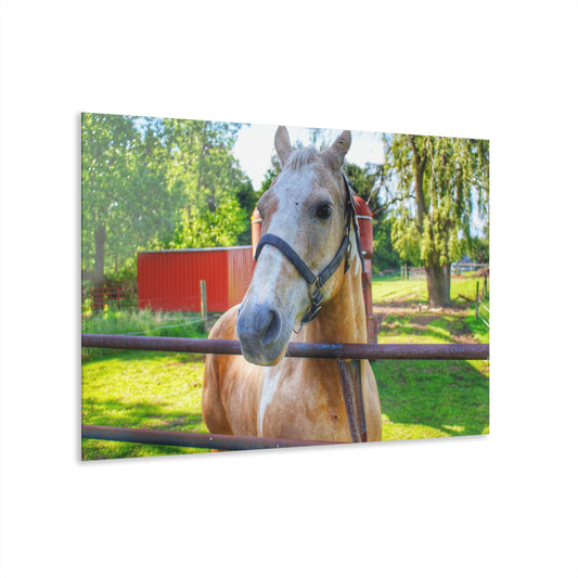 U R There Photography White Cream Mare of Hollenbeck Rustic Farmhouse Acrylic Wall Print 14 "x 11"