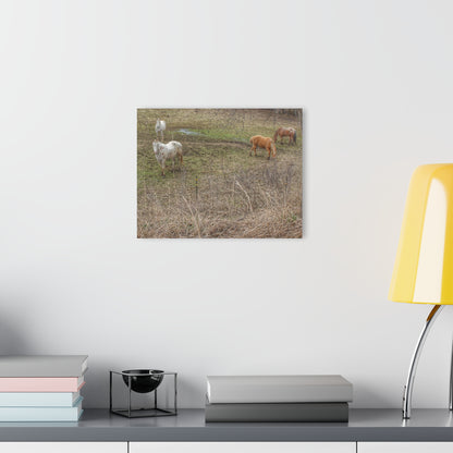 Barn Boutique Modern Farmhouse Acrylic Wall Print| Horses of Barnes Road II