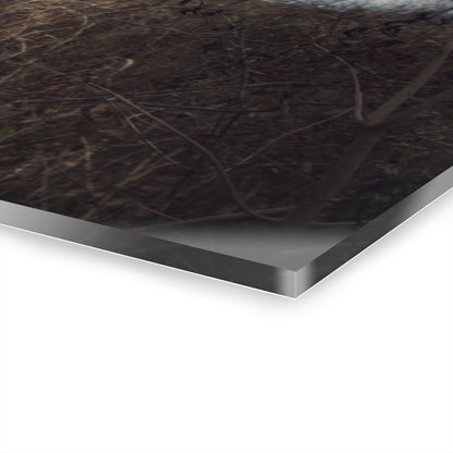 U R There Photography Mayville Hidden Barn I Rustic Farmhouse Acrylic Wall Print