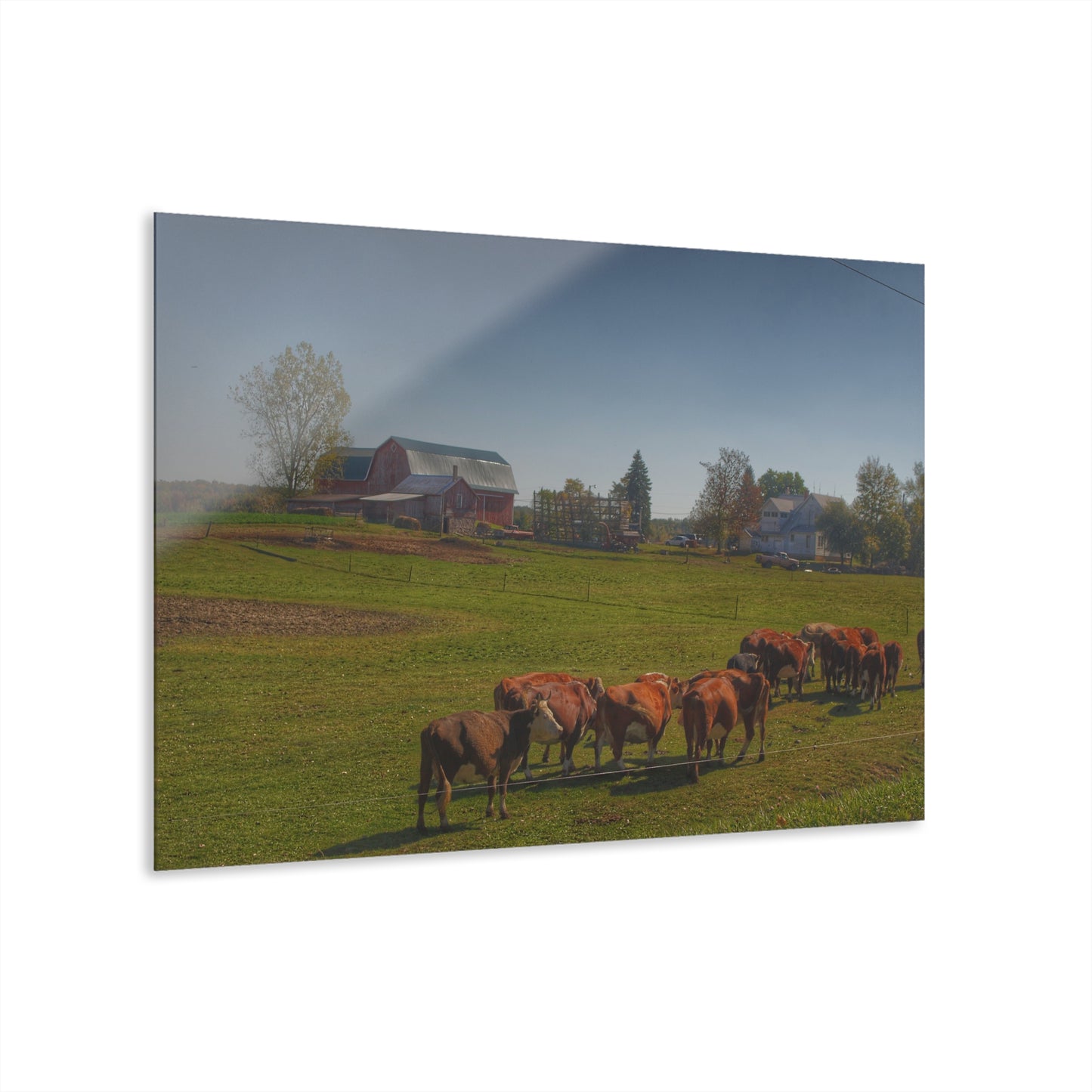 U R There Photography Plain Road Farm and Cows Rustic Farmhouse Acrylic Wall Print