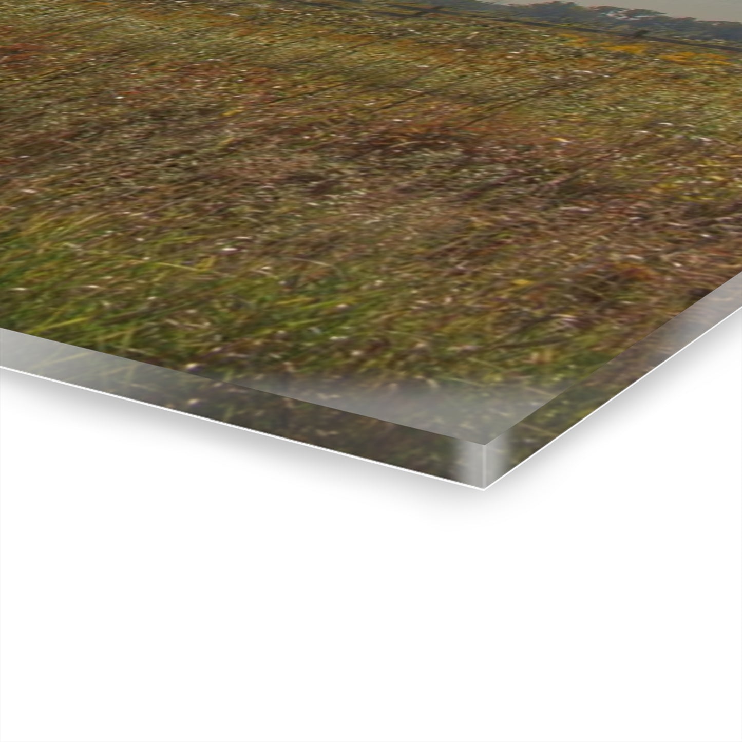 U R There Photography Mushroom Road Red II Rustic Farmhouse Acrylic Wall Print