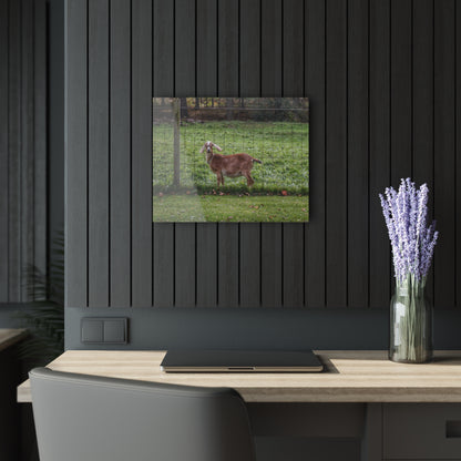 Barn Boutique Modern Farmhouse Acrylic Wall Print| Goats of Ortonville I