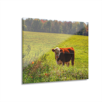 Barn Boutique Modern Farmhouse Acrylic Wall Print| Curry Road Cow