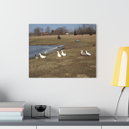 Barn Boutique Modern Farmhouse Acrylic Wall Print| Ducks of Wheeling Road II