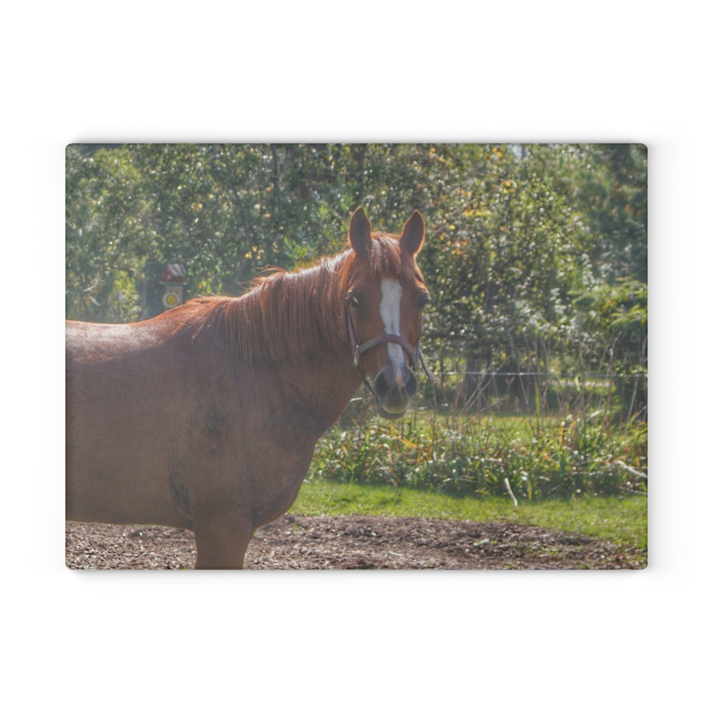 U R There Photography Froede Road Chestnut Brown Rustic Farmhouse Tempered-Glass Cutting Board