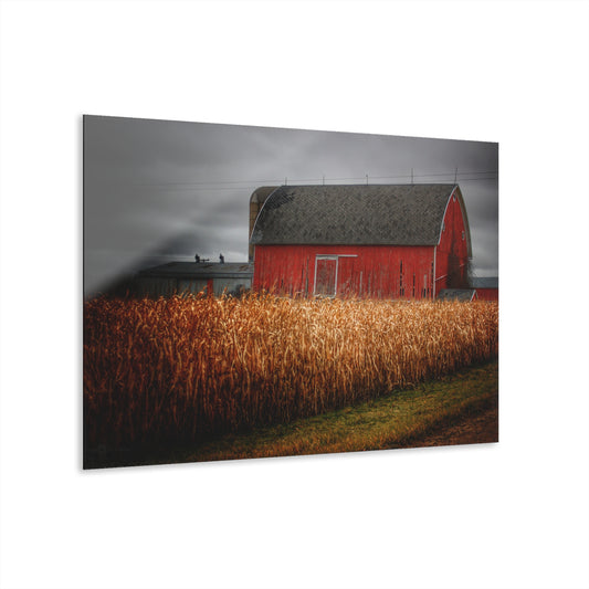 U R There Photography Slattery Road Cornfield Red Rustic Farmhouse Acrylic Wall Print