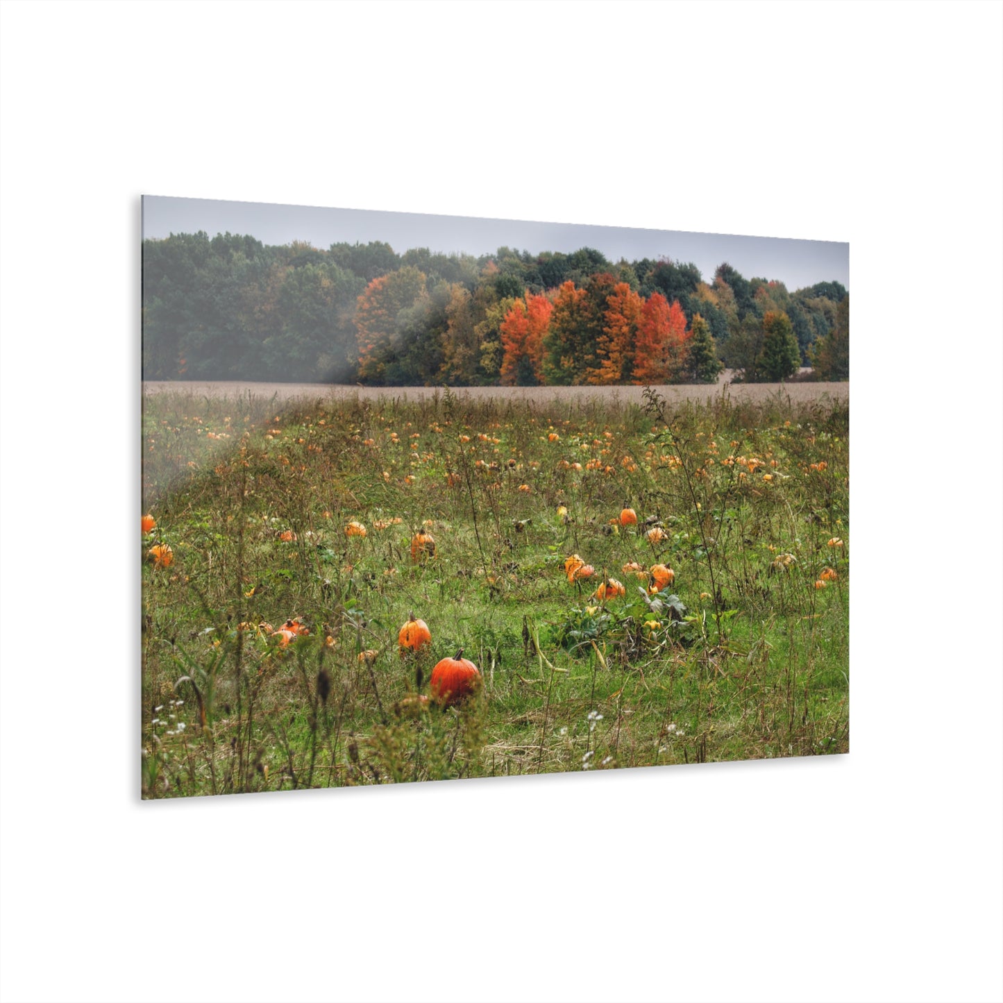 U R There Photography Once Upon a Time in a Pumpkin Patch Rustic Farmhouse Acrylic Wall Print