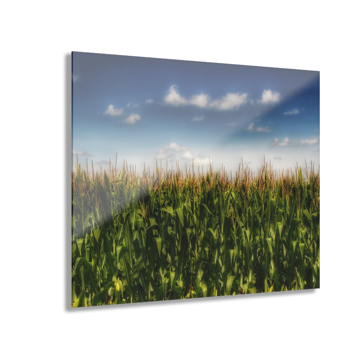 U R There Photography Sky-High Corn Rustic Farmhouse Acrylic Wall Print