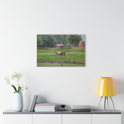 Barn Boutique Modern Farmhouse Acrylic Wall Print| Painted Pony in Pasture