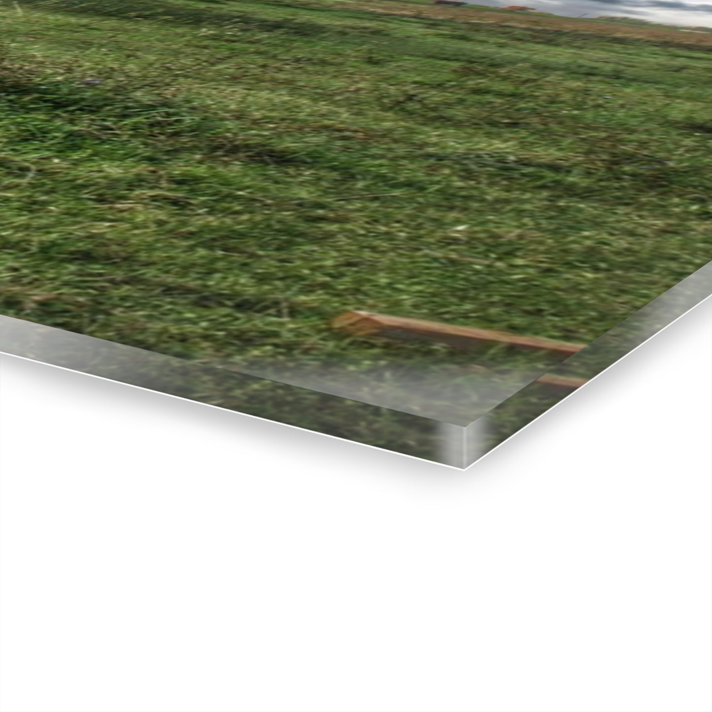 U R There Photography East Frances Quonset and Cows Rustic Farmhouse Acrylic Wall Print