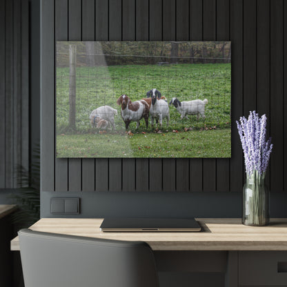 Barn Boutique Modern Farmhouse Acrylic Wall Print| Goats of Ortonville II