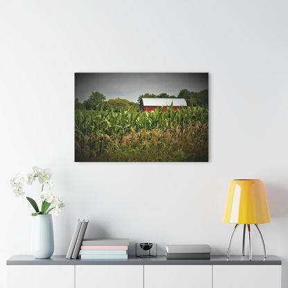 U R There Photography July Corn Rustic Farmhouse Acrylic Wall Print