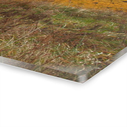 U R There Photography Fields of Golden Clover Rustic Farmhouse Acrylic Wall Print