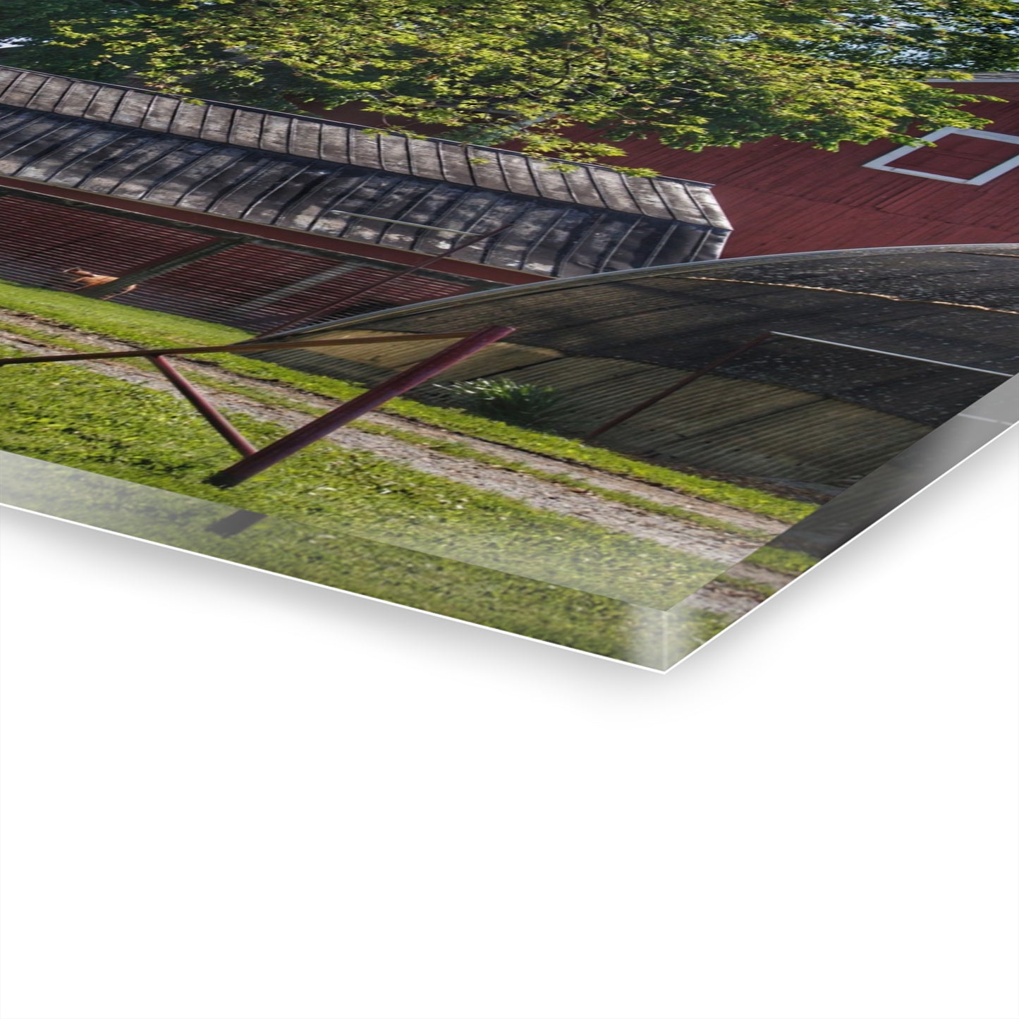 U R There Photography Hidden Reds Rustic Farmhouse Acrylic Wall Print