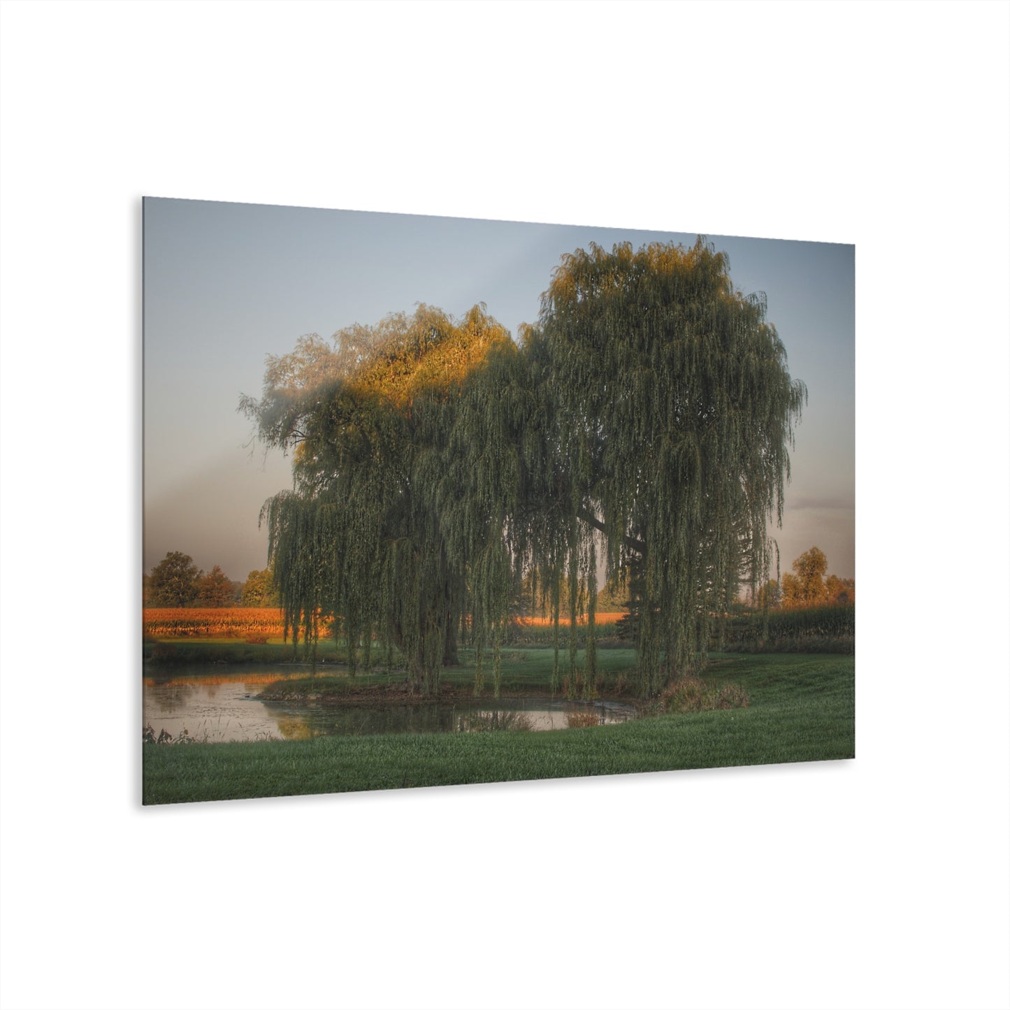U R There Photography Sunrise on Willow Pond I Rustic Farmhouse Acrylic Wall Print