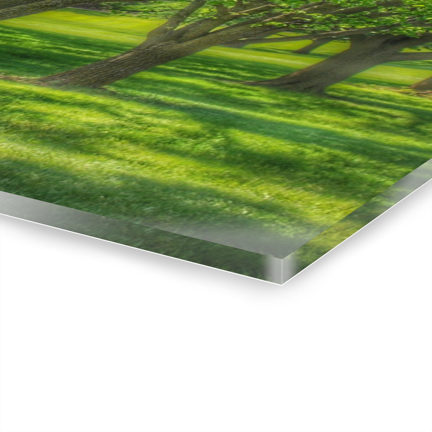 U R There Photography Spring Trees in Chartreuse Rustic Farmhouse Acrylic Wall Print
