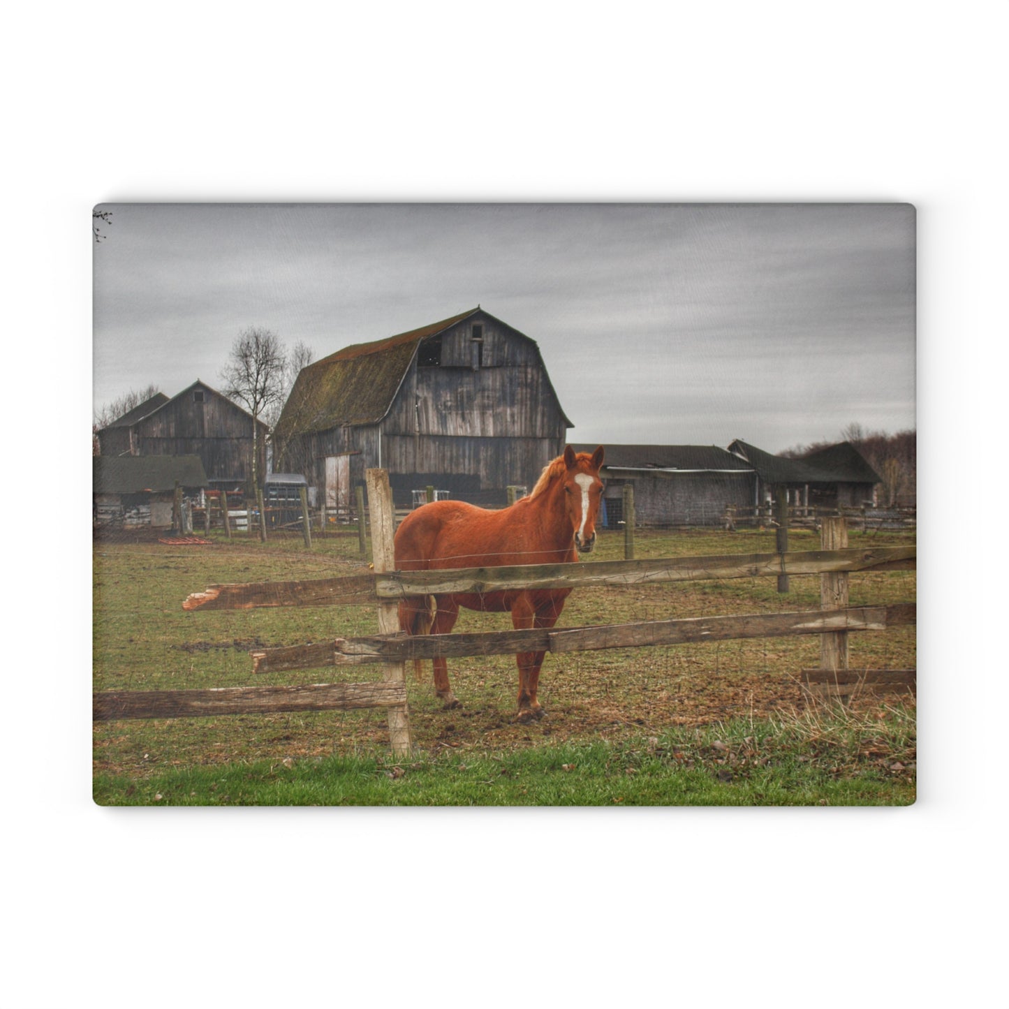U R There Photography South Summers Road Old Grey and Caramel IV Rustic Farmhouse Tempered-Glass Cutting Board