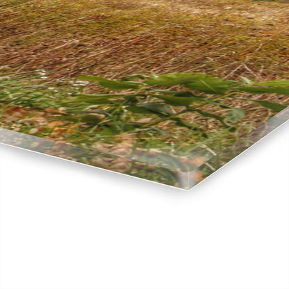 U R There Photography Hill Road Roadside Greys Rustic Farmhouse Acrylic Wall Print