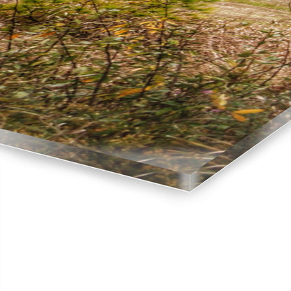 U R There Photography Hadley Road Hidden Red in Fall Rustic Farmhouse Acrylic Wall Print