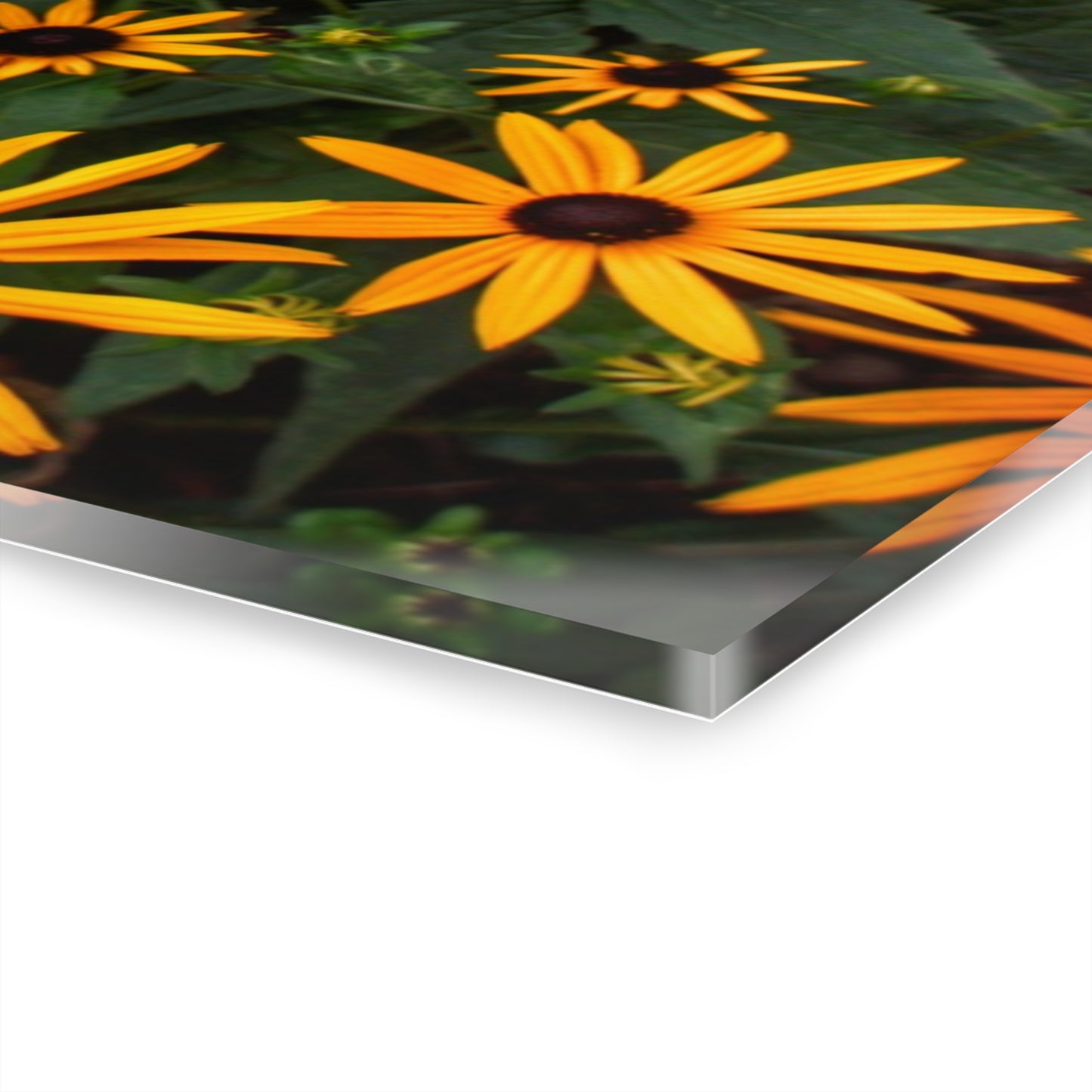 U R There Photography Black-Eyed Susan Rustic Farmhouse Acrylic Wall Print