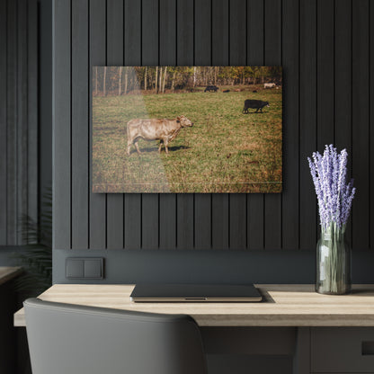 Barn Boutique Modern Farmhouse Acrylic Wall Print| Cass City Road Cows