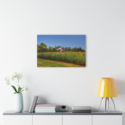 U R There Photography Beyond the Corn on Birch Road Run Rustic Farmhouse Acrylic Wall Print 14 "x 11